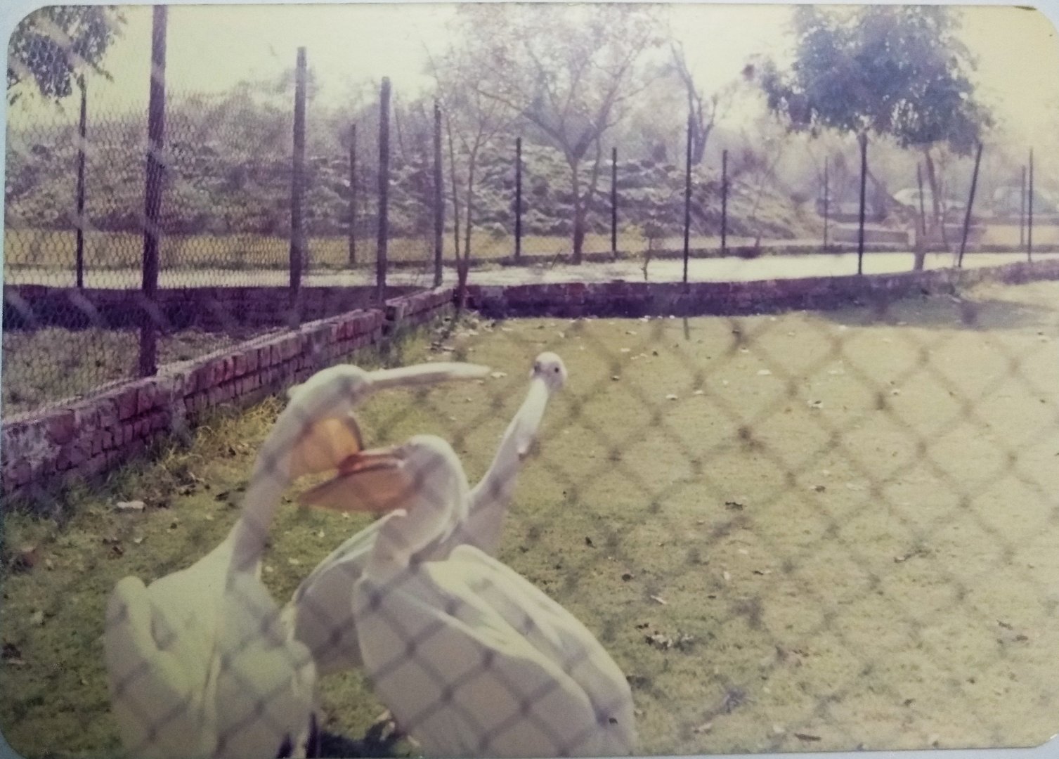 Great white pelican - Lahore zoo [date unknown]