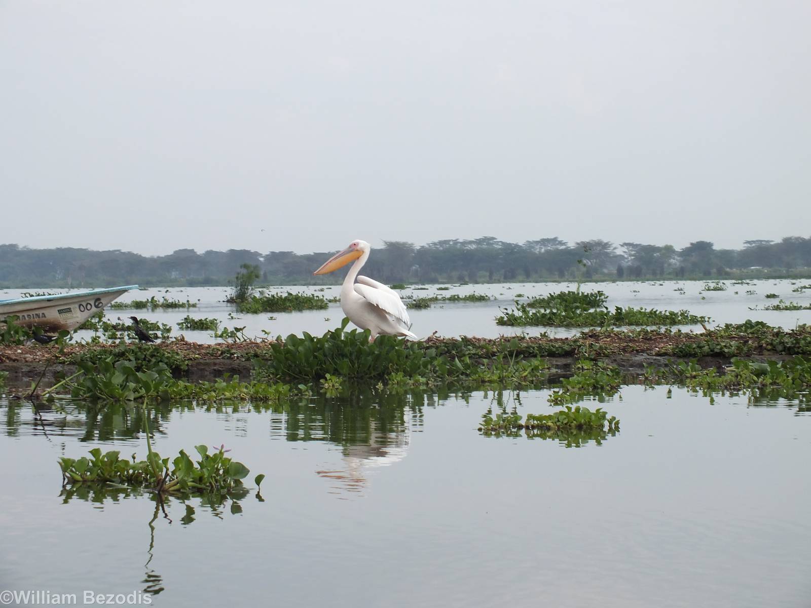 Great White Pelican - Lake Naivasha