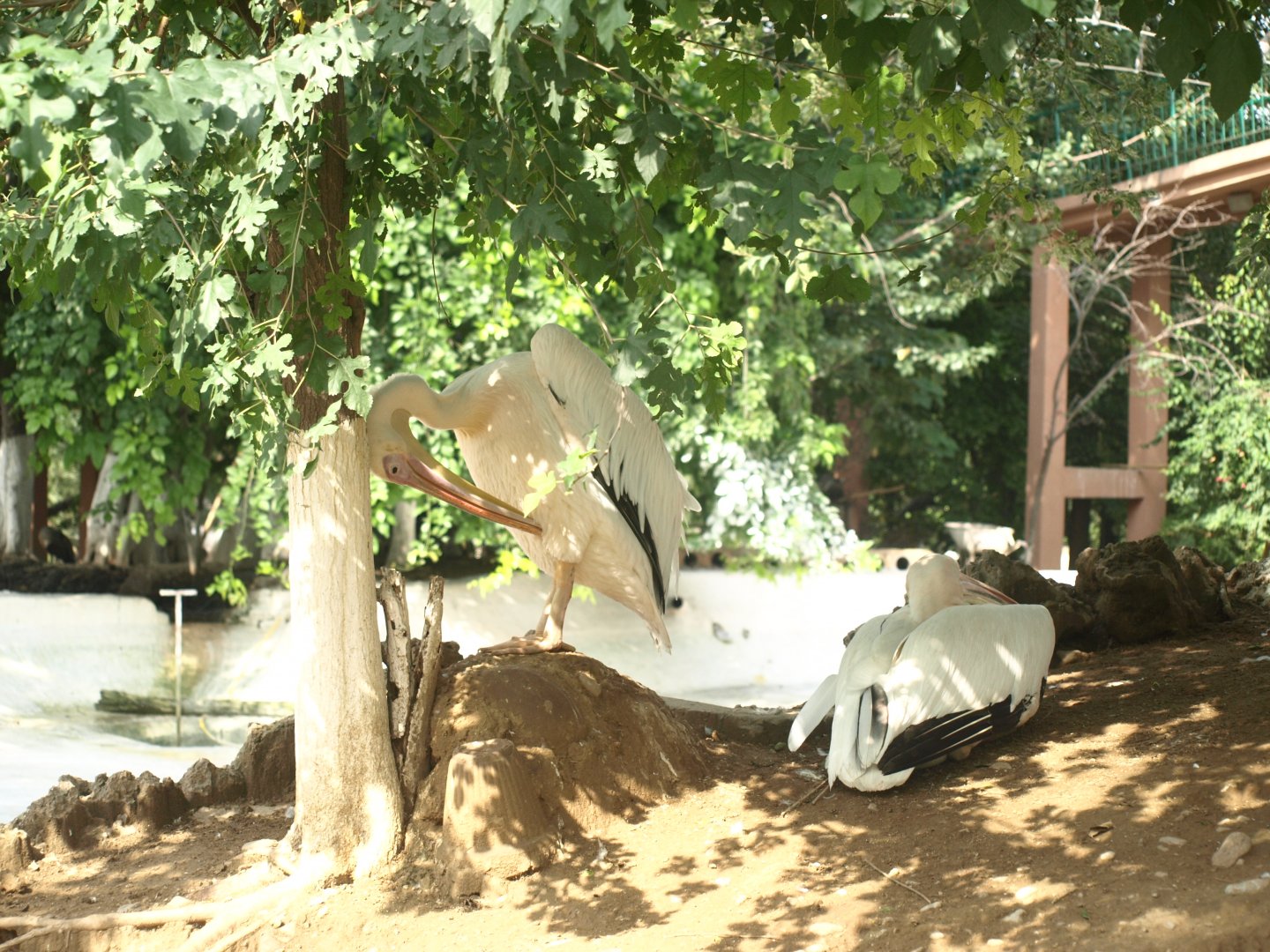 Great white pelican - Lake View Point Bird park 12/7/2018