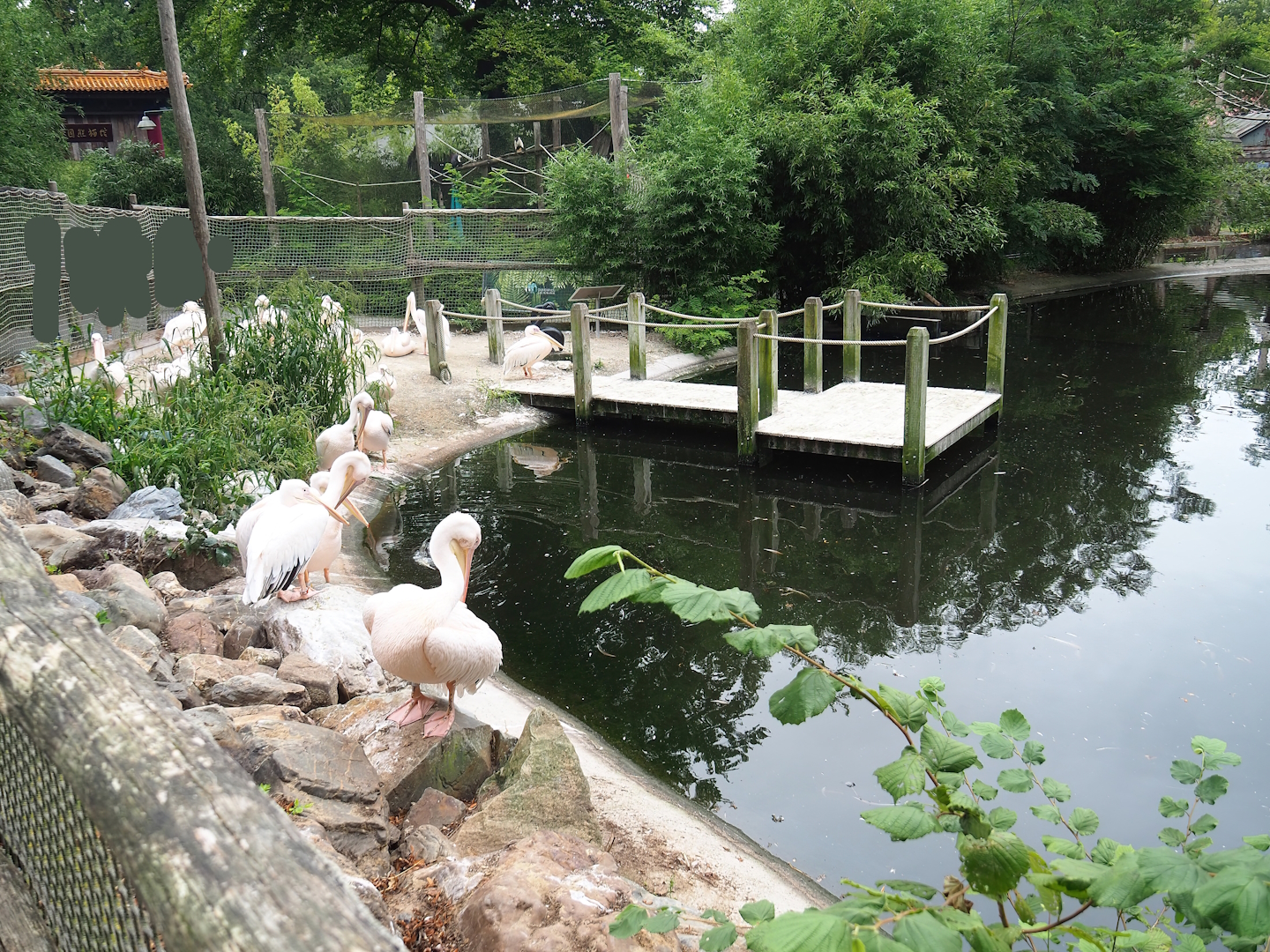 Great white pelican land area, 2023-08-17