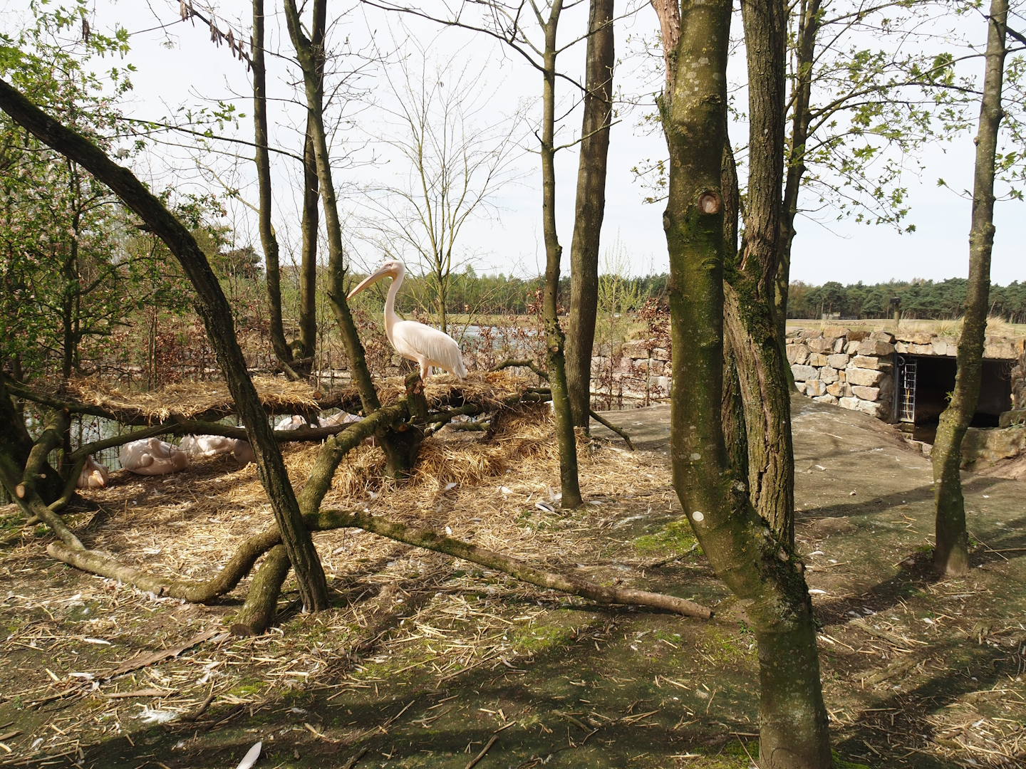 Great white pelican nesting area, 2024-04-06