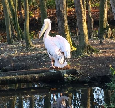 Great White Pelican (Pelecanus onocrotalus) 17-11-2018