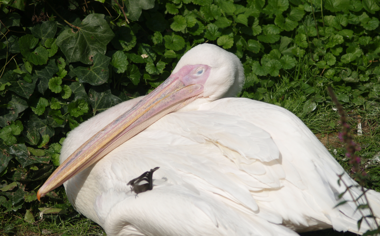 Great white pelican (Pelecanus onocrotalus), 2006-08-23