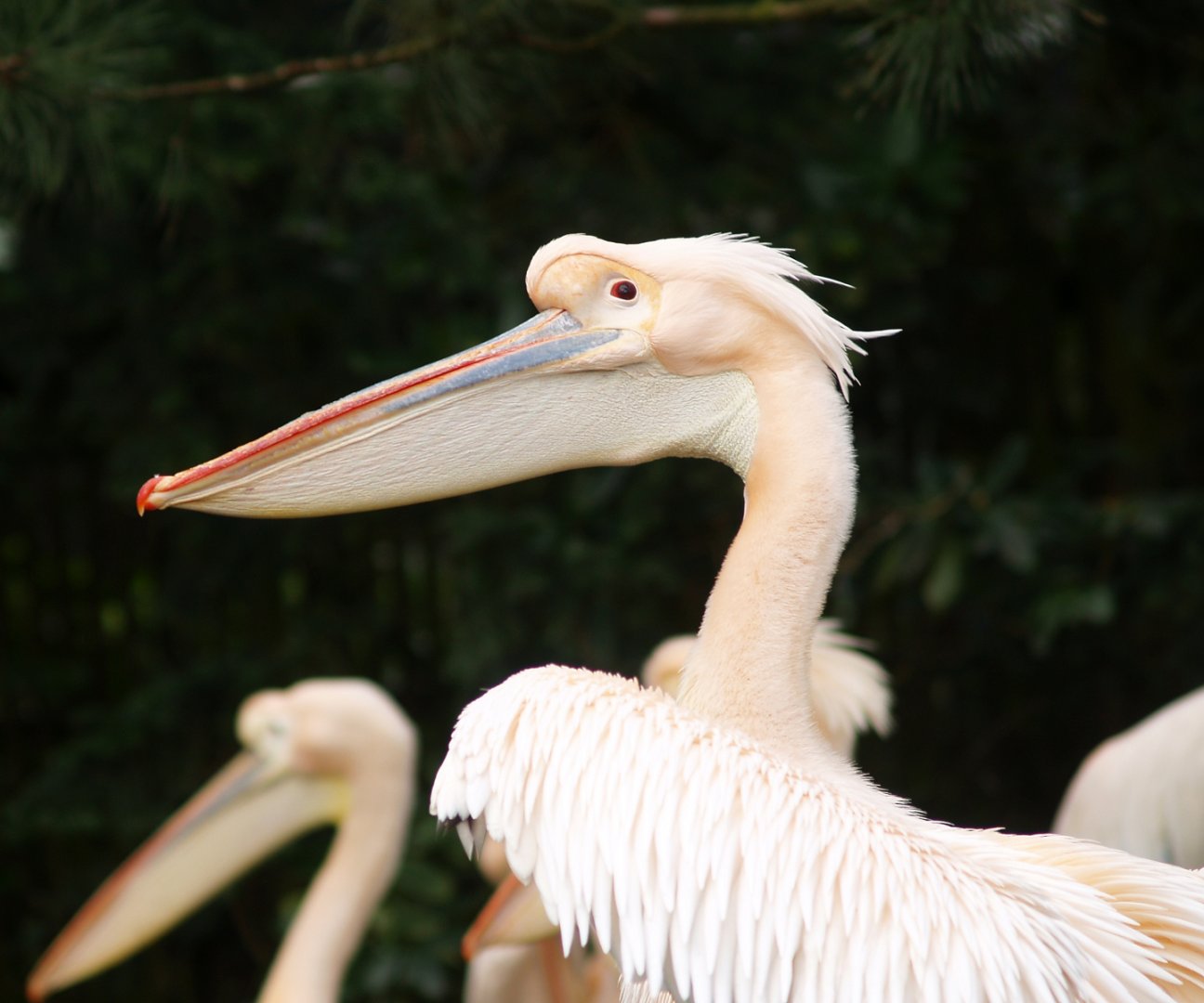 Great white pelican (Pelecanus onocrotalus), 2008-03-01