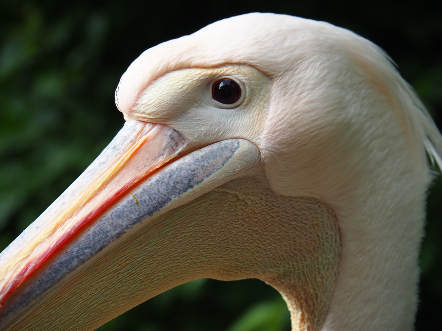Great white pelican (Pelecanus onocrotalus), 2019-05-25