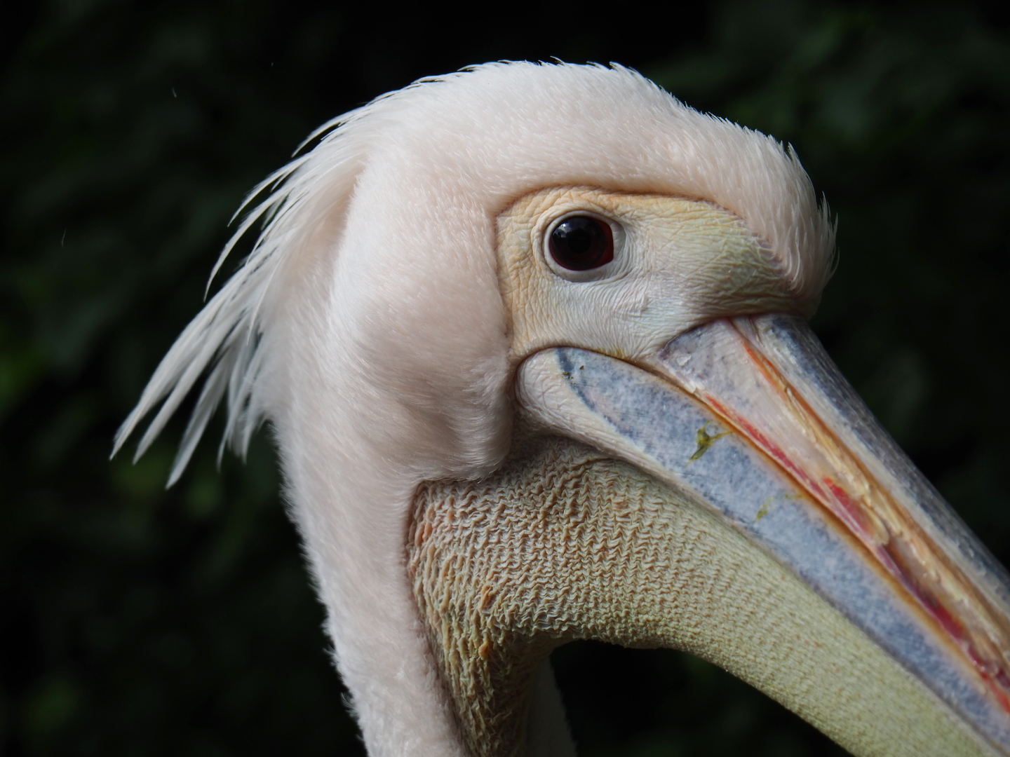 Great white pelican (Pelecanus onocrotalus), 2019-05-25
