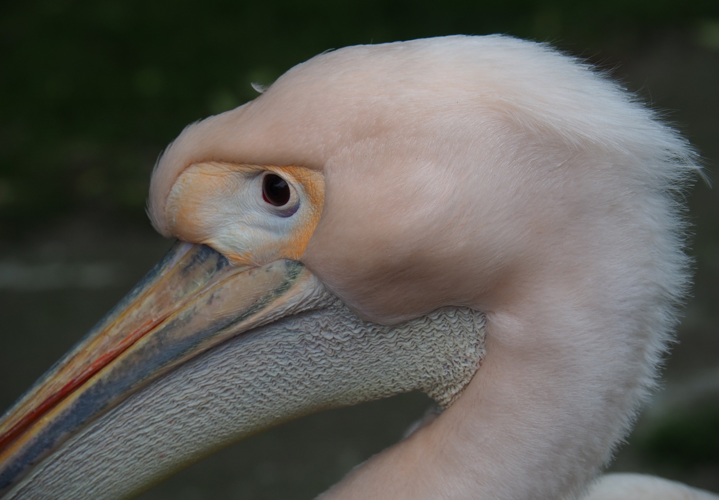 Great white pelican (Pelecanus onocrotalus), 2019-05-25