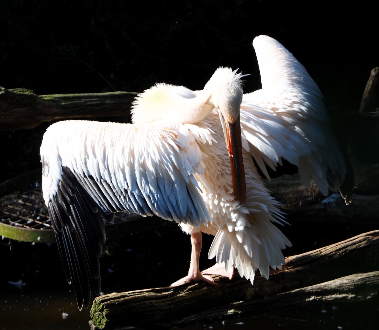 Great white pelican (Pelecanus onocrotalus), 2019-09-15