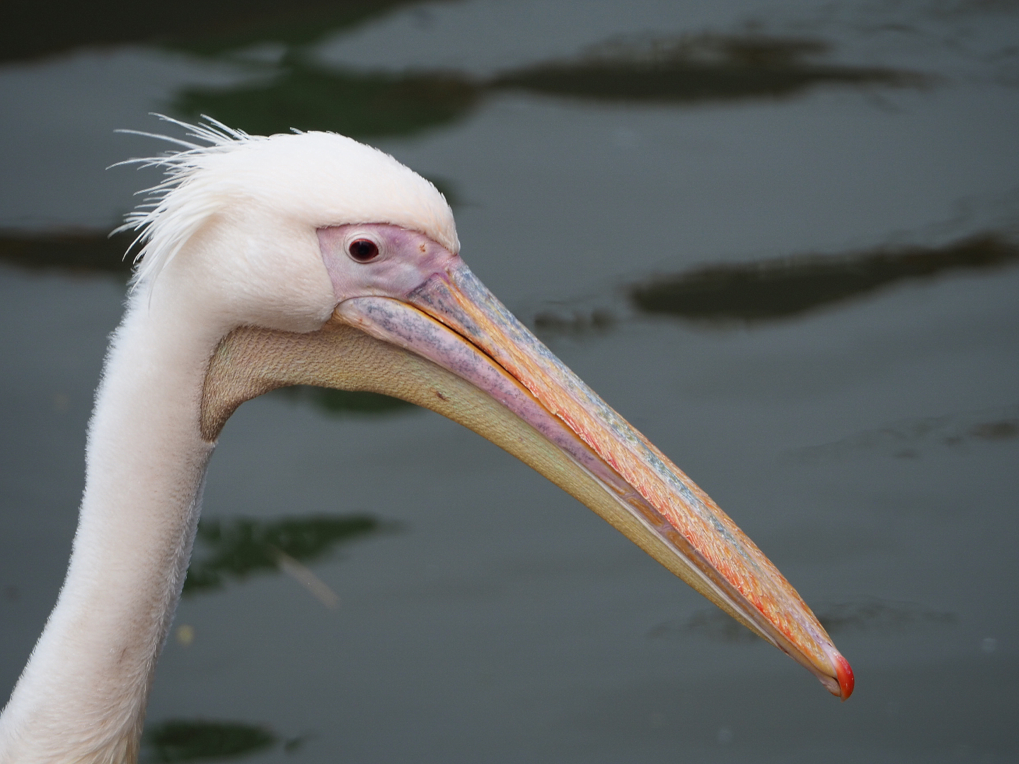 Great white pelican (Pelecanus onocrotalus), 2019-10-04
