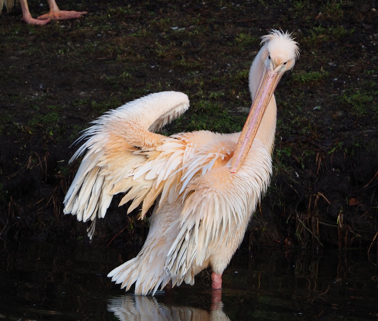 Great white-pelican (Pelecanus onocrotalus), 2019-12-28