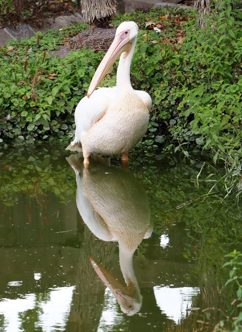 Great white pelican (Pelecanus onocrotalus), 2020-09-02