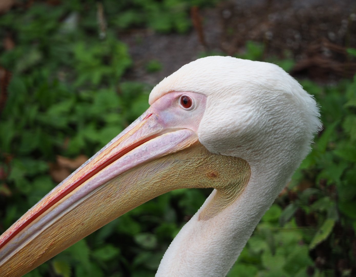 Great white pelican (Pelecanus onocrotalus), 2020-09-02