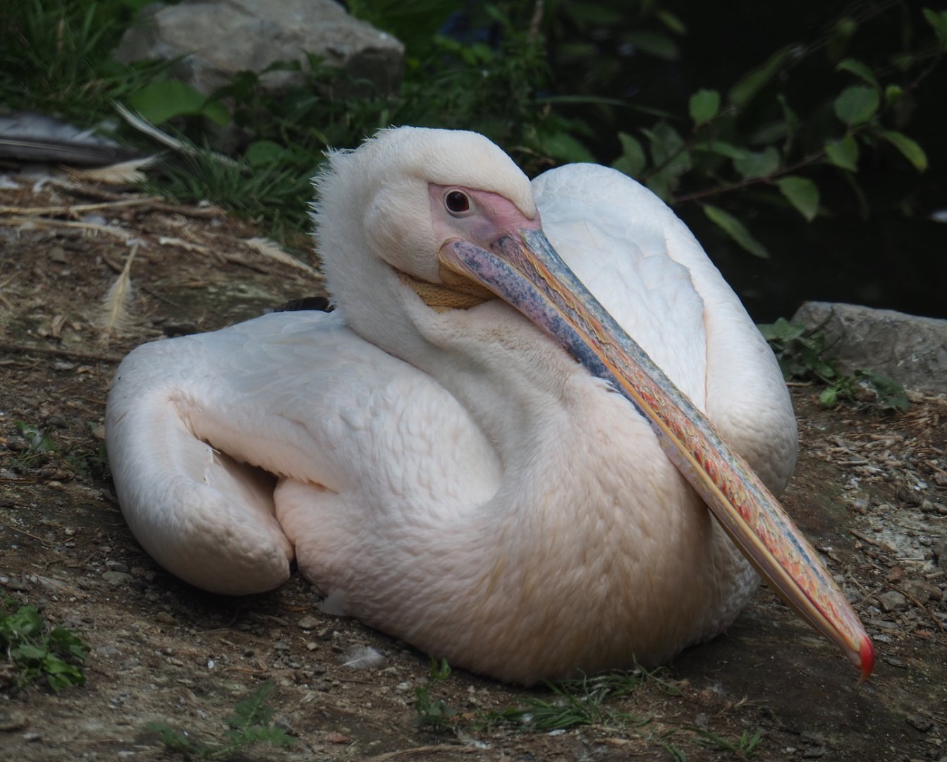 Great white pelican (Pelecanus onocrotalus), 2022-06-28