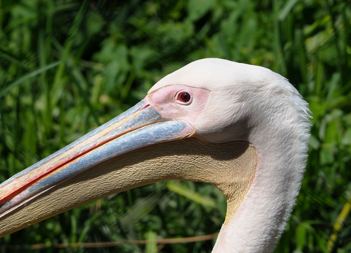 Great white pelican (Pelecanus onocrotalus), 2022-06-28