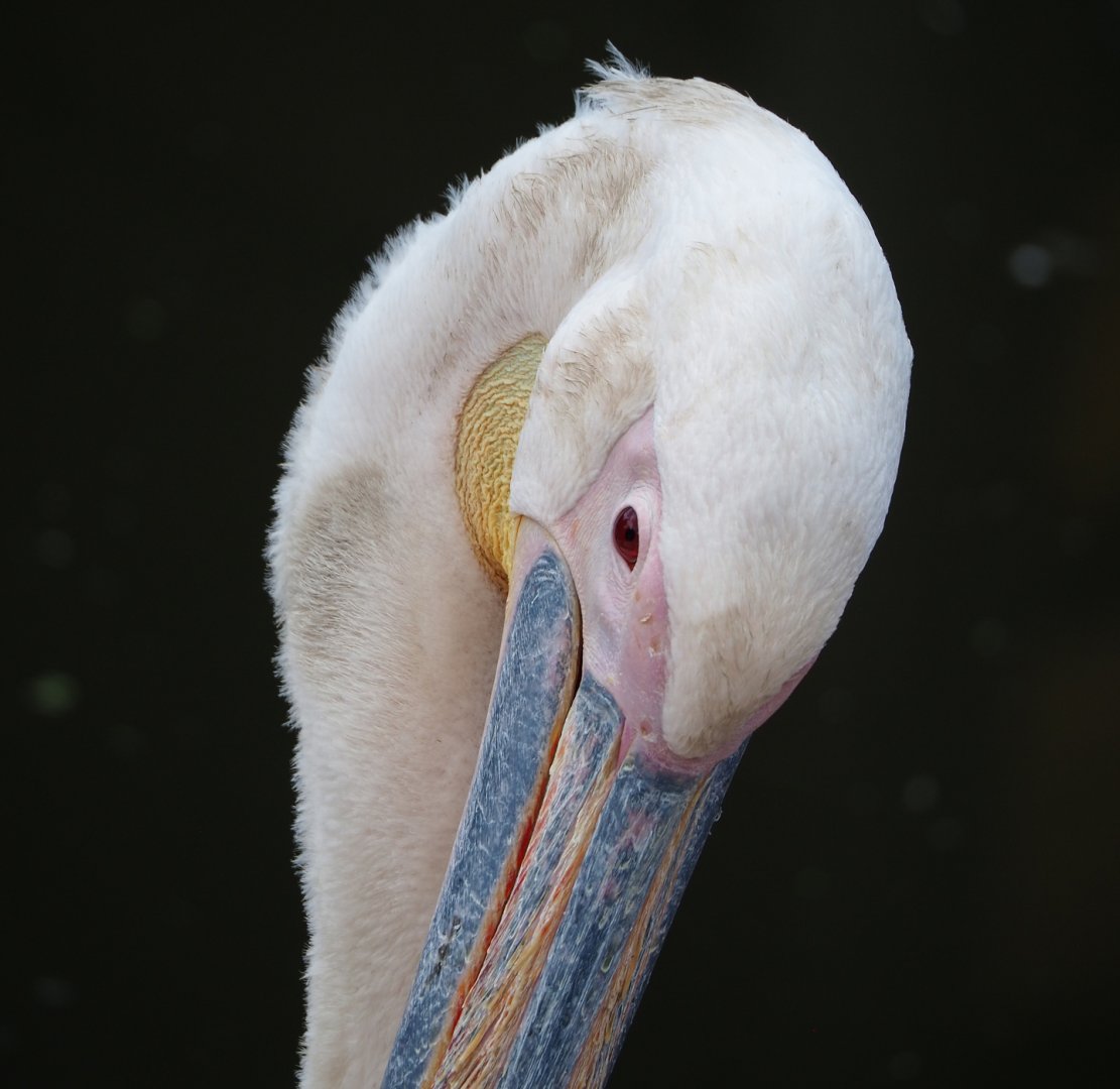 Great white pelican (Pelecanus onocrotalus), 2022-06-28