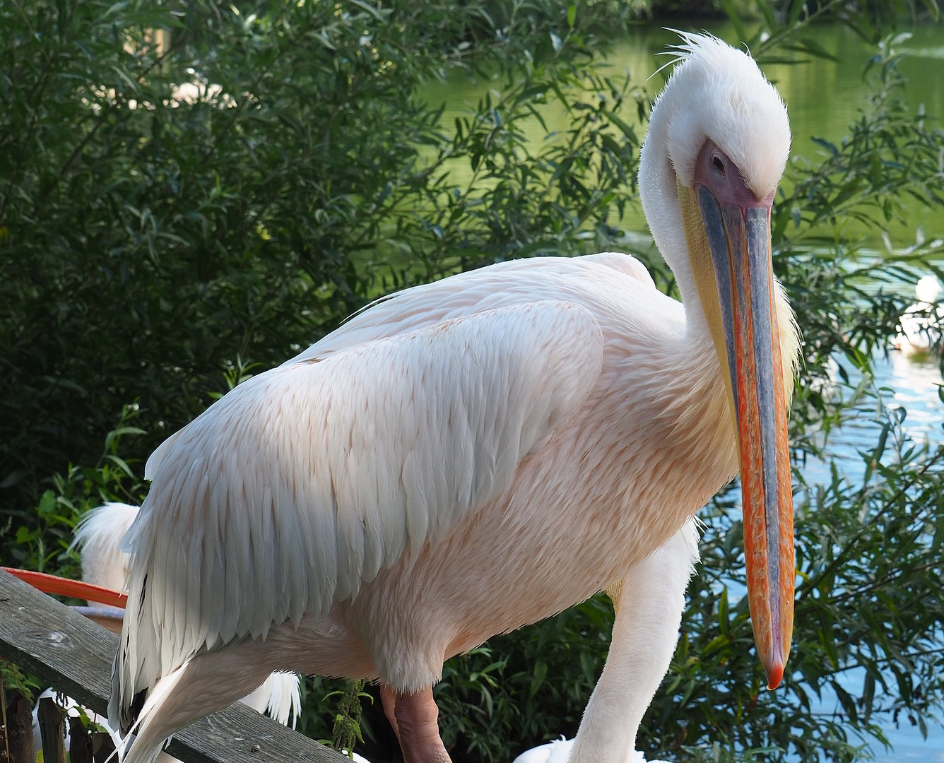 Great white pelican (Pelecanus onocrotalus), 2022-08-28