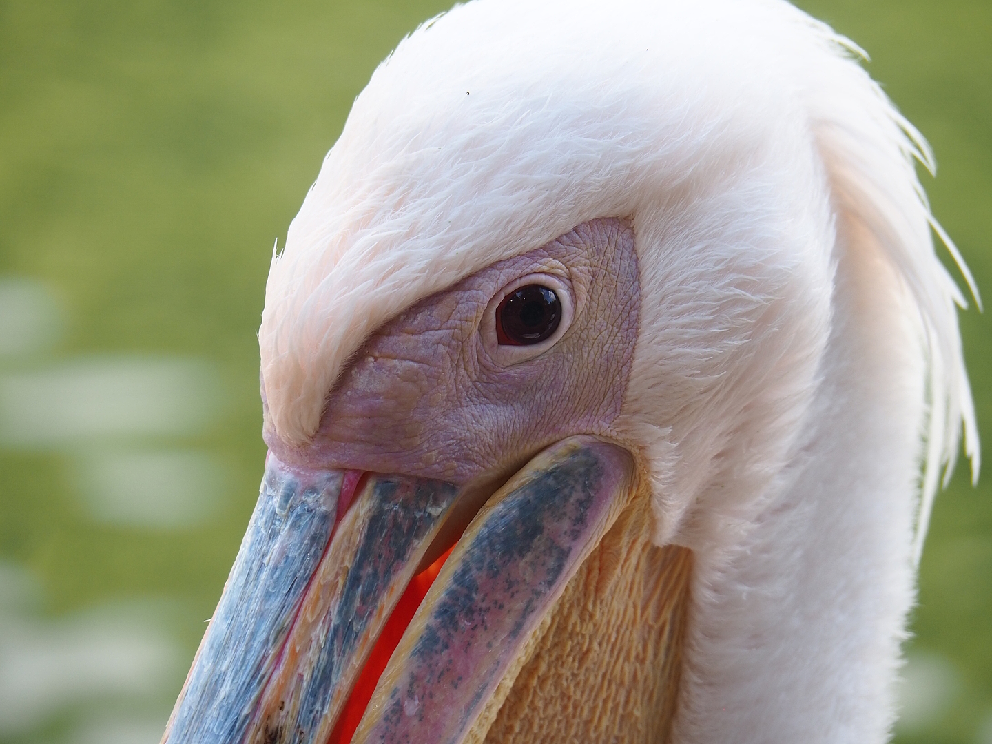 Great white pelican (Pelecanus onocrotalus), 2022-08-28