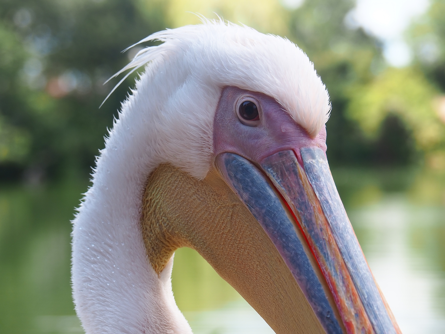 Great white pelican (Pelecanus onocrotalus), 2022-08-28