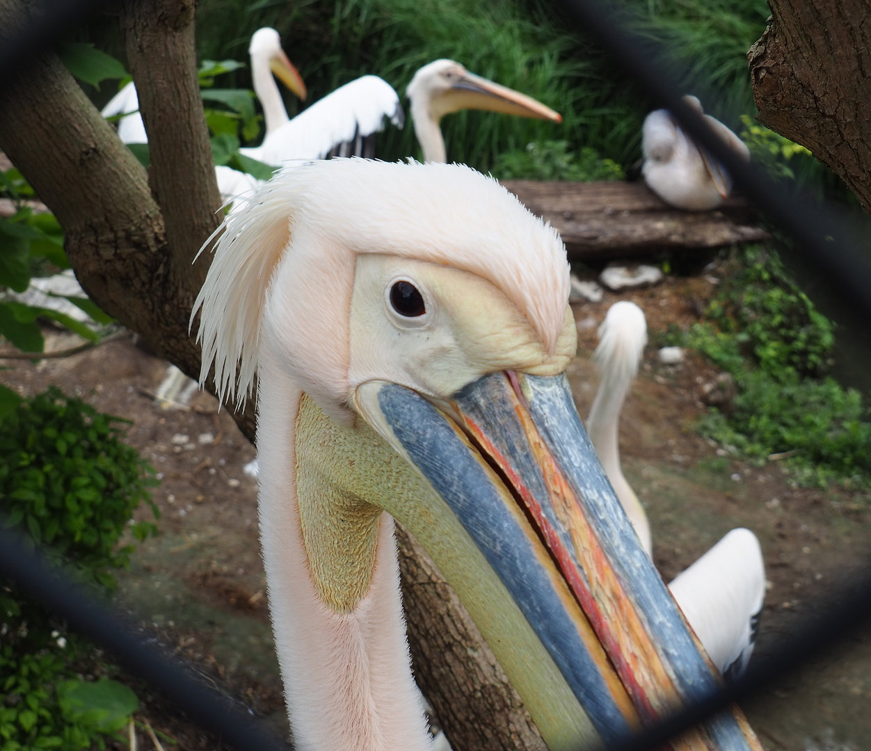 Great white pelican (Pelecanus onocrotalus), 2022-09-15