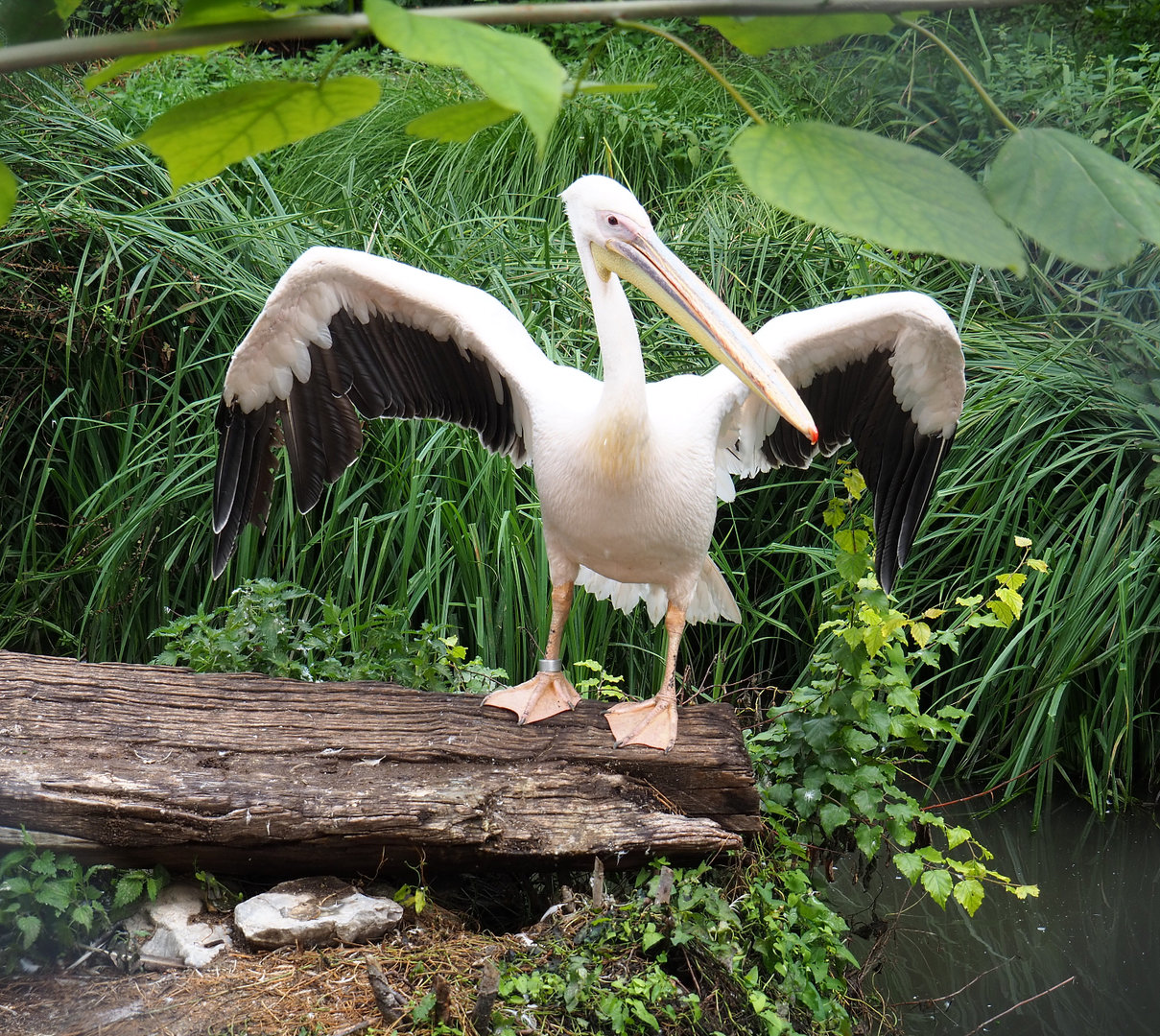 Great white pelican (Pelecanus onocrotalus), 2022-09-15
