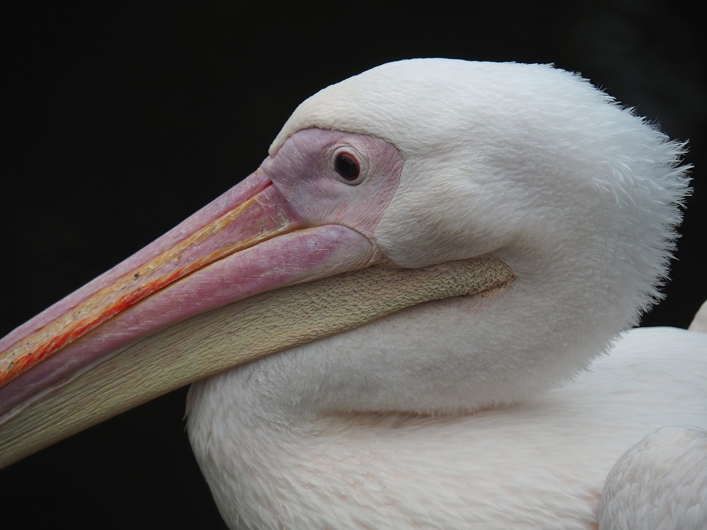 Great white pelican (Pelecanus onocrotalus), 2023-08-17