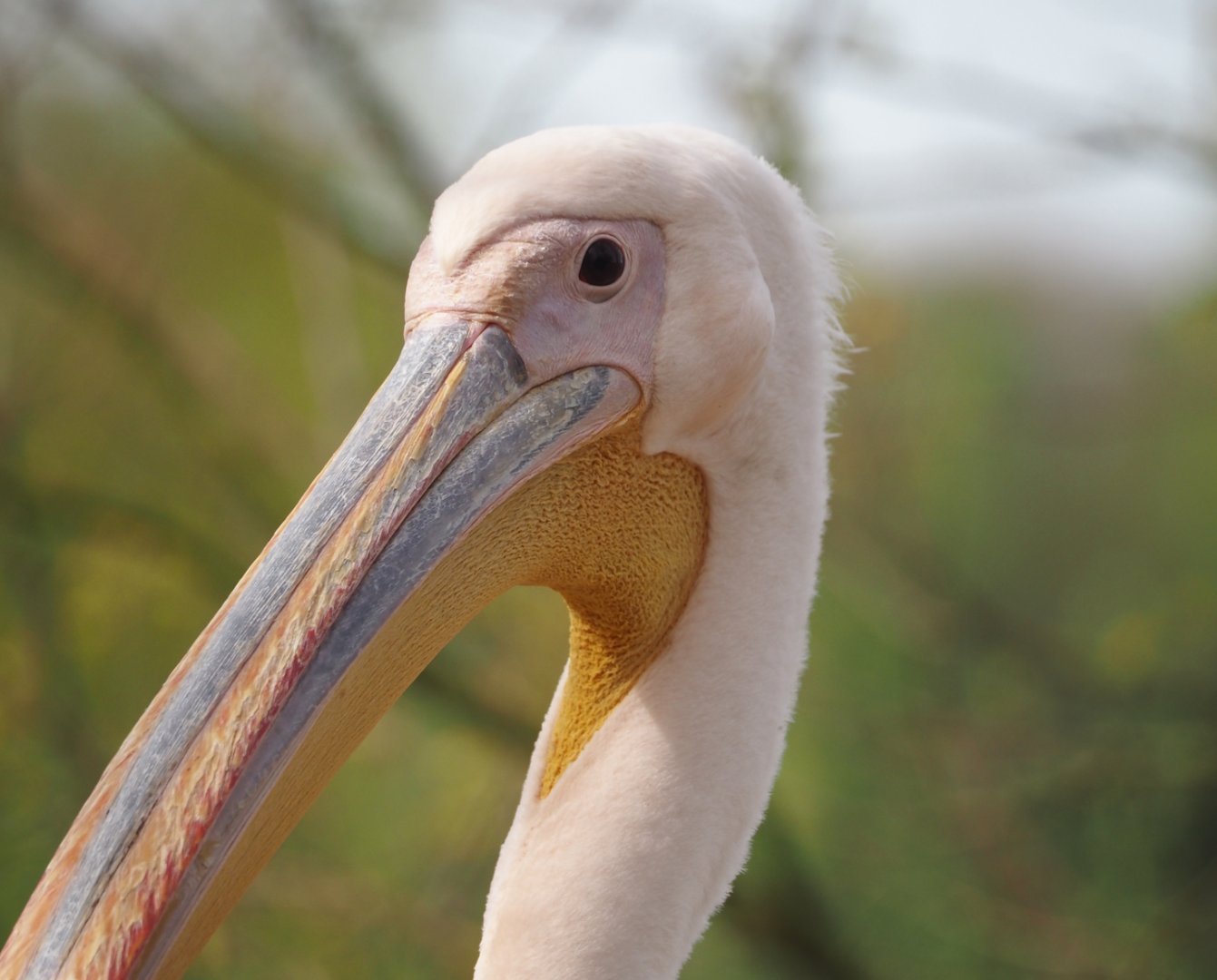 Great white pelican (Pelecanus onocrotalus), 2024-04-06
