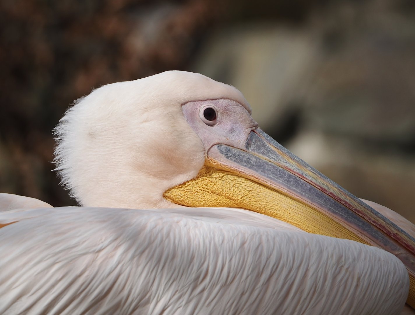 Great white pelican (Pelecanus onocrotalus), 2024-04-06
