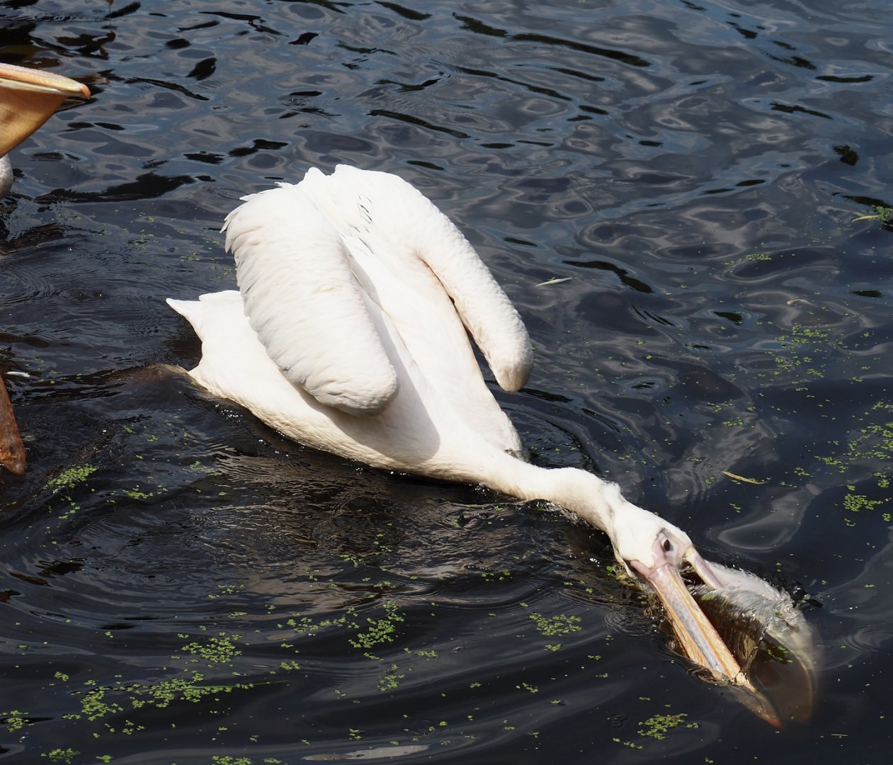 Great white pelican (Pelecanus onocrotalus), 2024-05-21