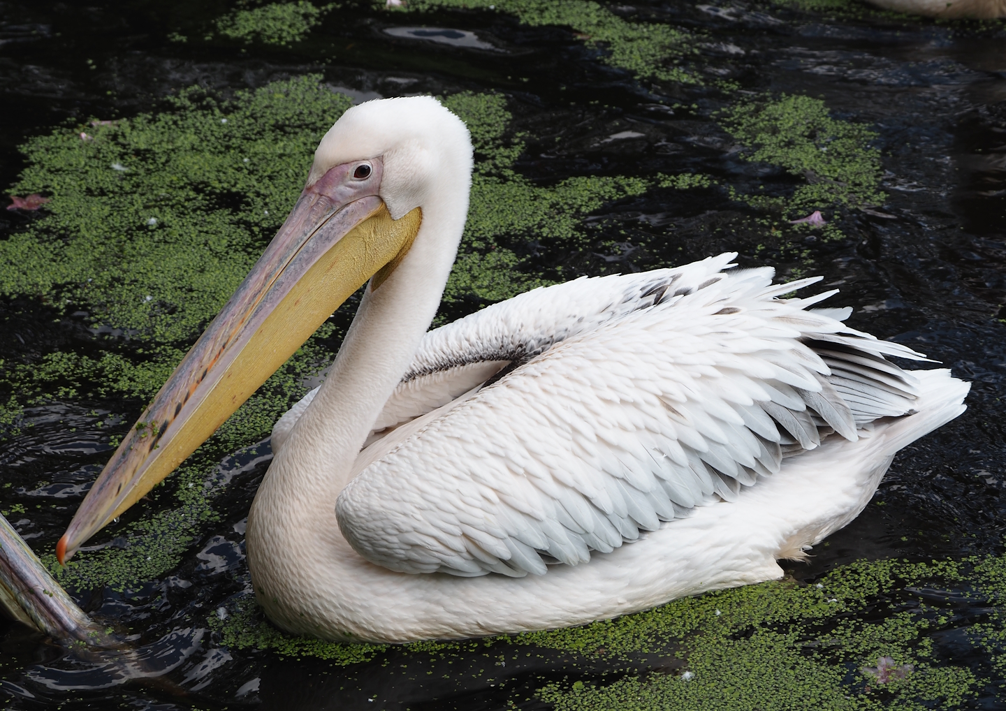 Great white pelican (Pelecanus onocrotalus), 2024-05-24