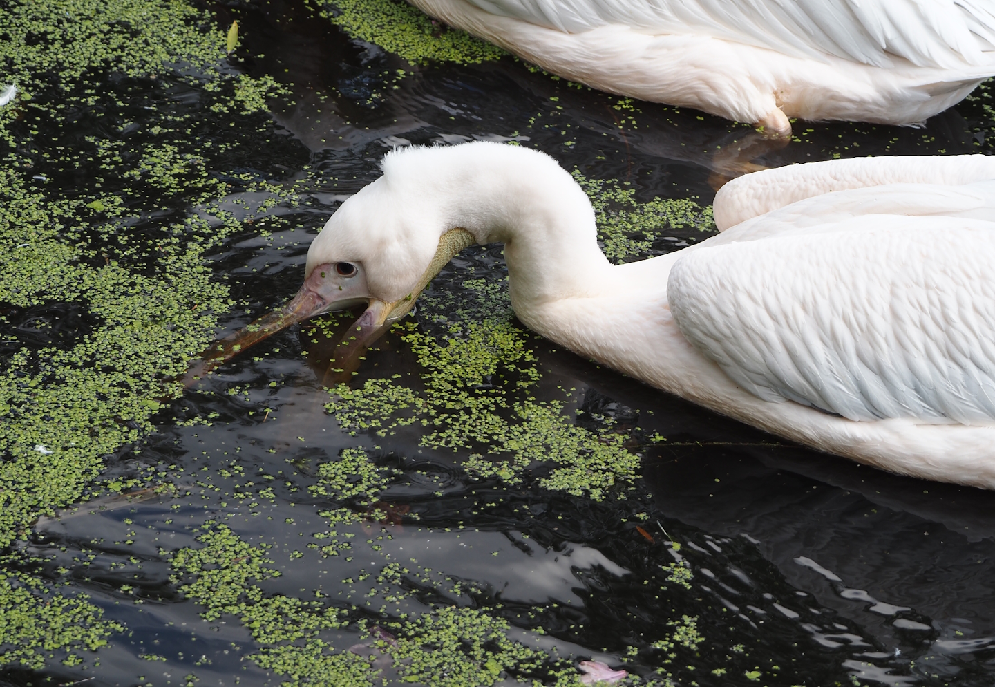 Great white pelican (Pelecanus onocrotalus), 2024-05-24