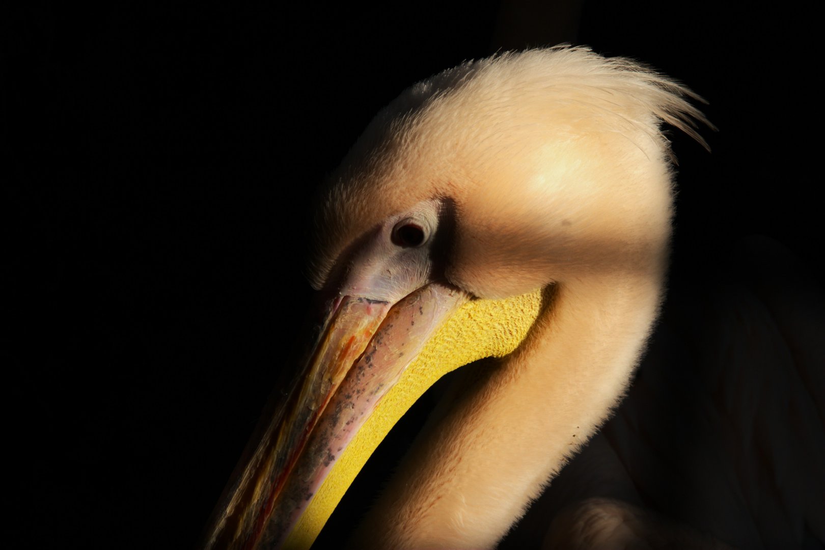 Great White Pelican (Pelecanus onocrotalus), 2025-04-09