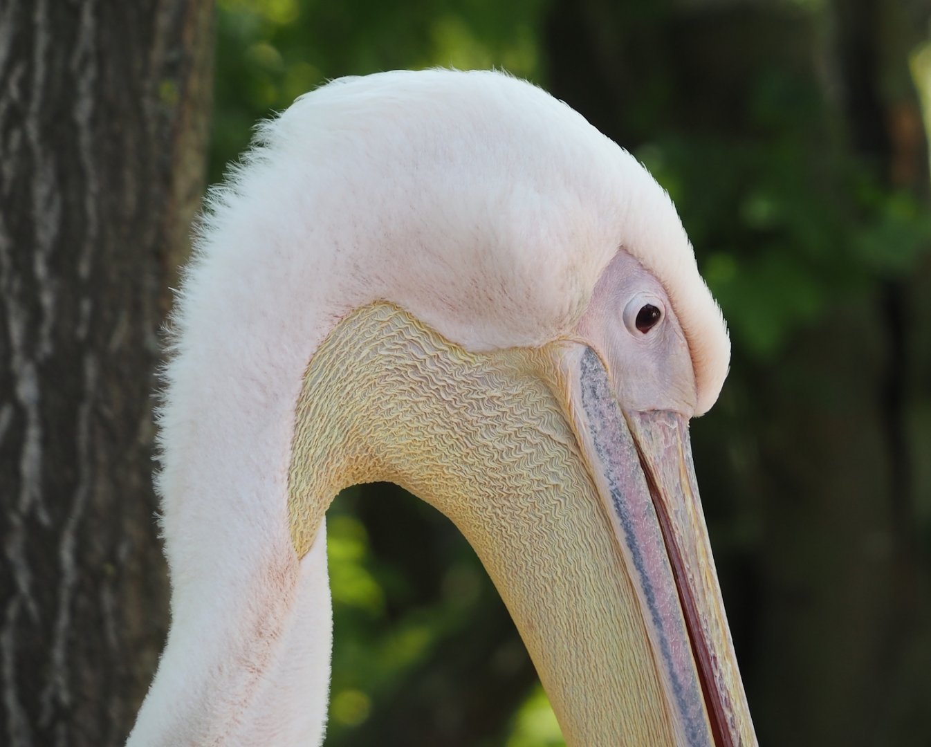 Great white pelican (Pelecanus onocrotalus), 2025-04-30
