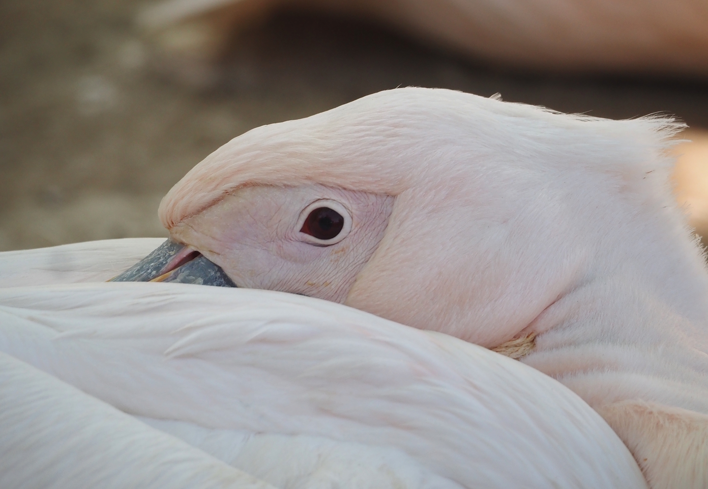 Great white pelican (Pelecanus onocrotalus), 2025-04-30