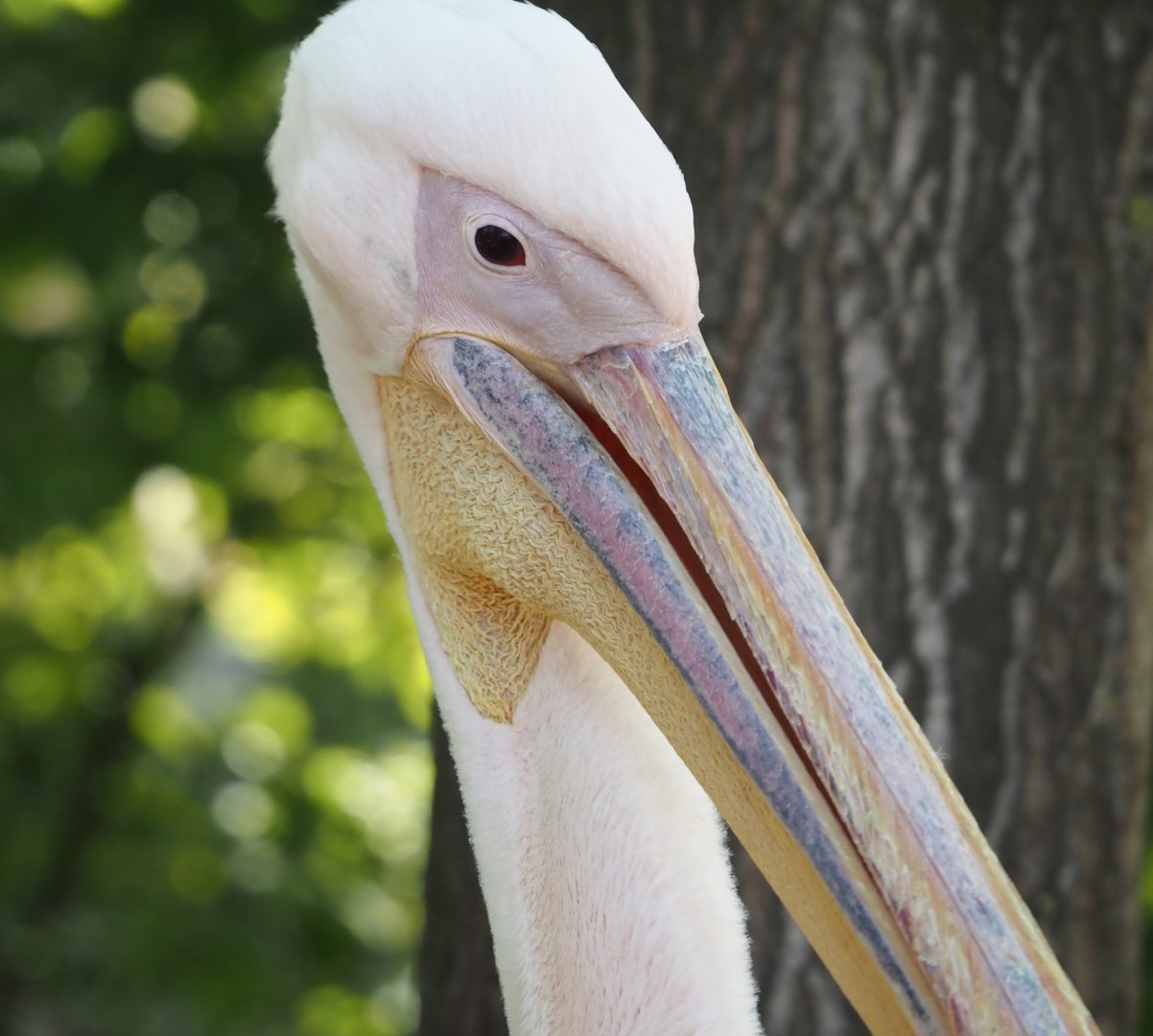 Great white pelican (Pelecanus onocrotalus), 2025-04-30