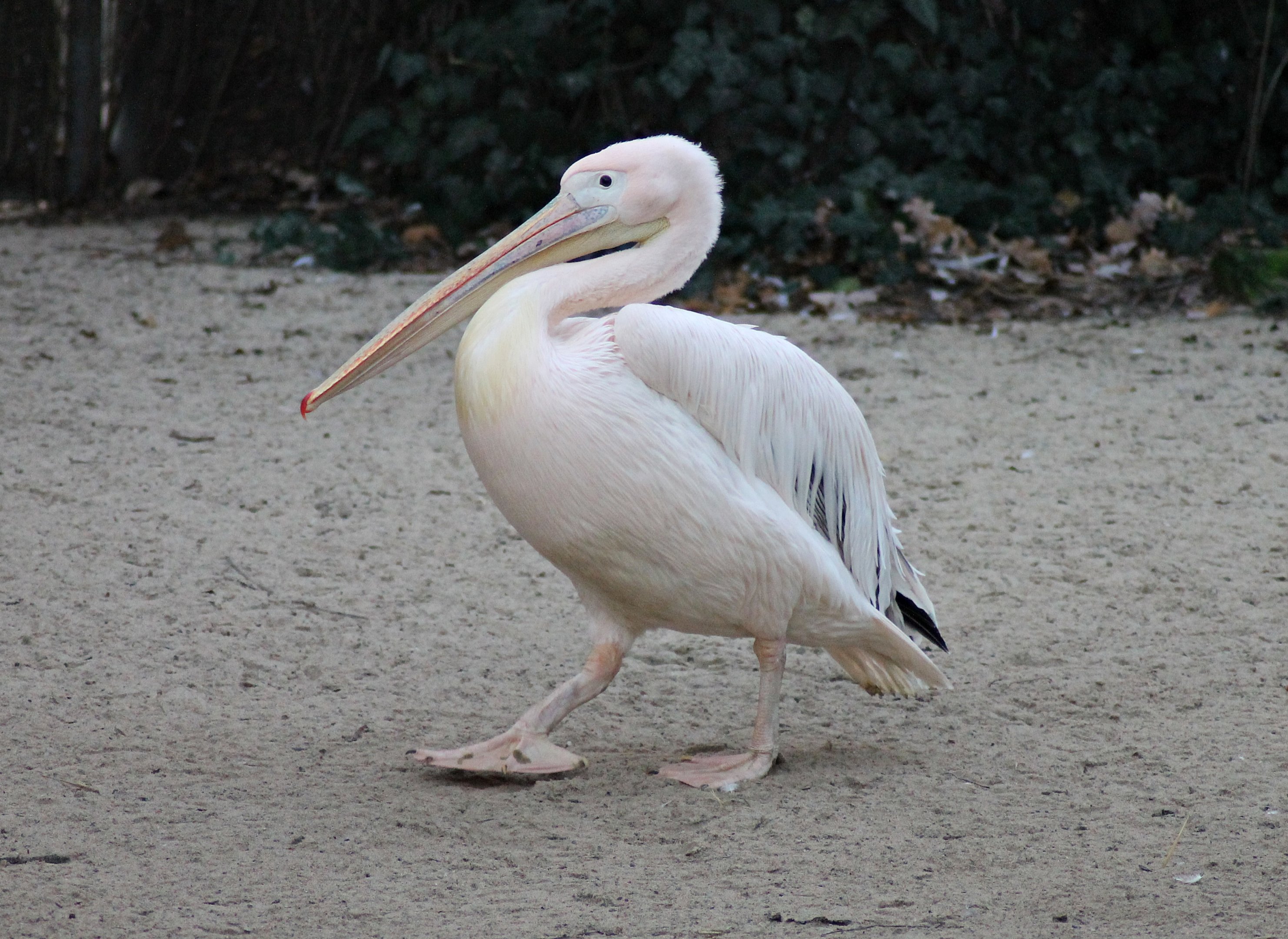 Great white pelican (Pelecanus onocrotalus) - "Afrika Sambesi"