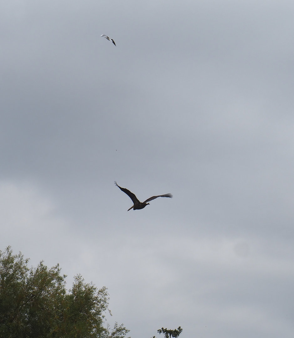 Great white pelican (Pelecanus onocrotalus) and European herring gull (Larus argentatus) in flight, 2022-09-15