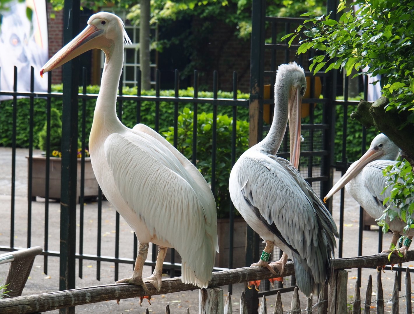 Great white pelican (Pelecanus onocrotalus) and Pink-backed pelican (P. rufescens), 2019-05-25