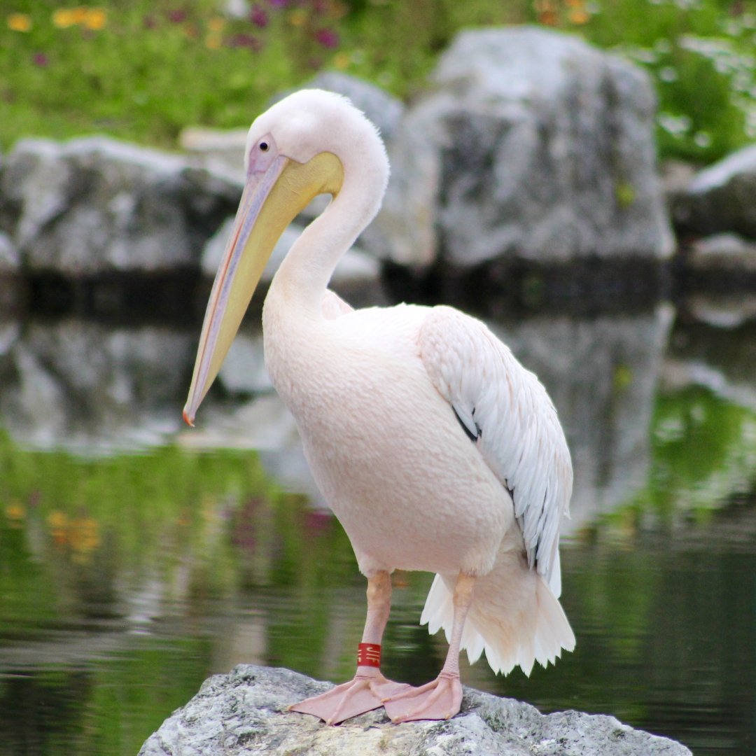 Great white pelican (Pelecanus onocrotalus) at Fota Wildlife Park - 08/07/2021