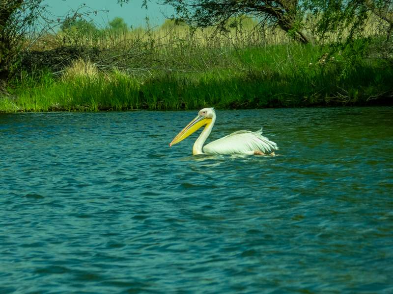 Great white pelican (Pelecanus onocrotalus) - Danube Delta