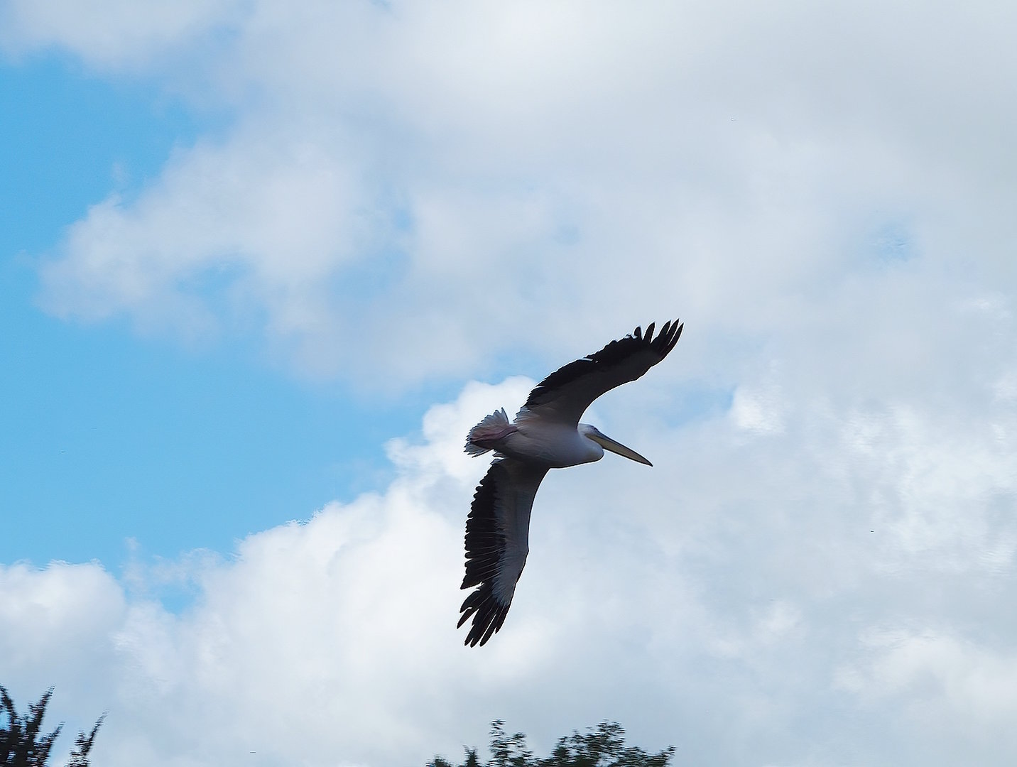 Great white pelican (Pelecanus onocrotalus) in flight, 2022-08-28