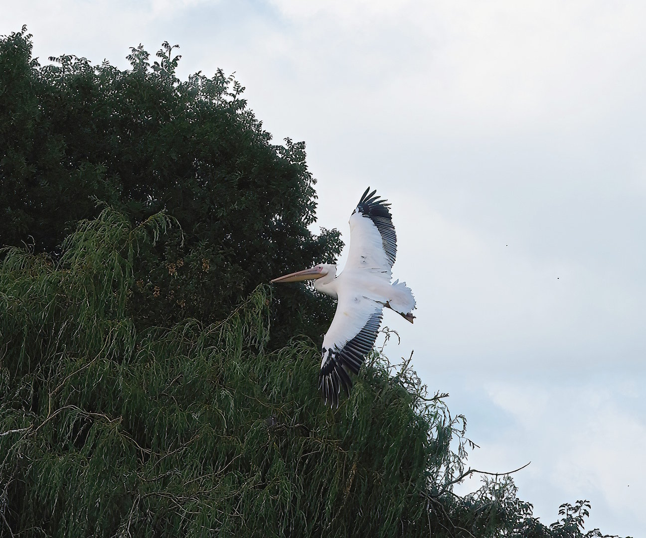 Great white pelican (Pelecanus onocrotalus) in flight, 2022-08-28