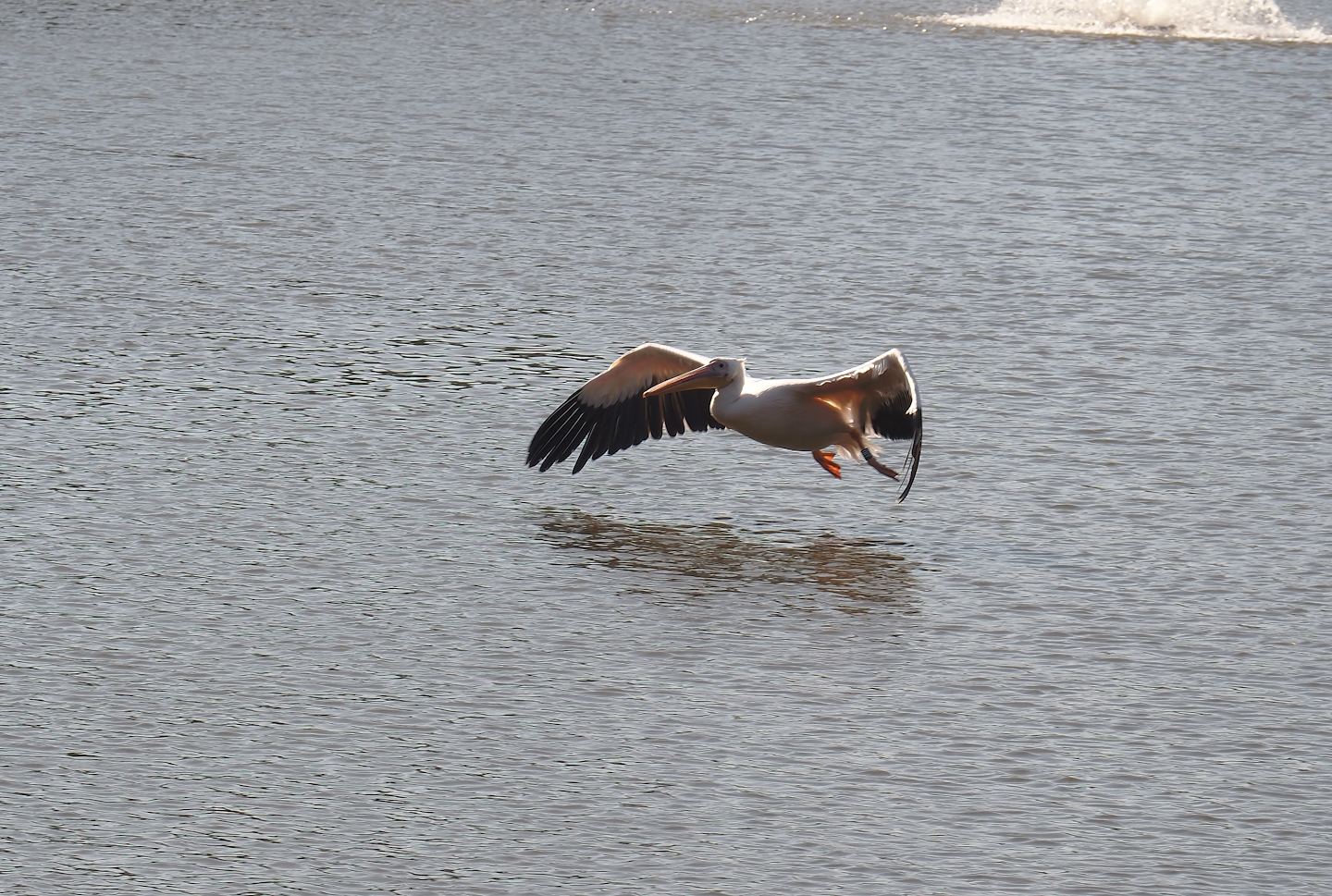 Great white pelican (Pelecanus onocrotalus) in flight above lake surface, 2024-09-17