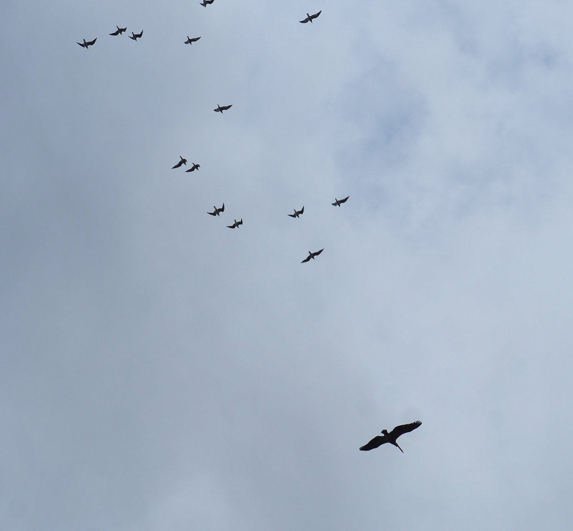 Great white pelican (Pelecanus onocrotalus) in flight, pursued by gulls, 2022-09-15