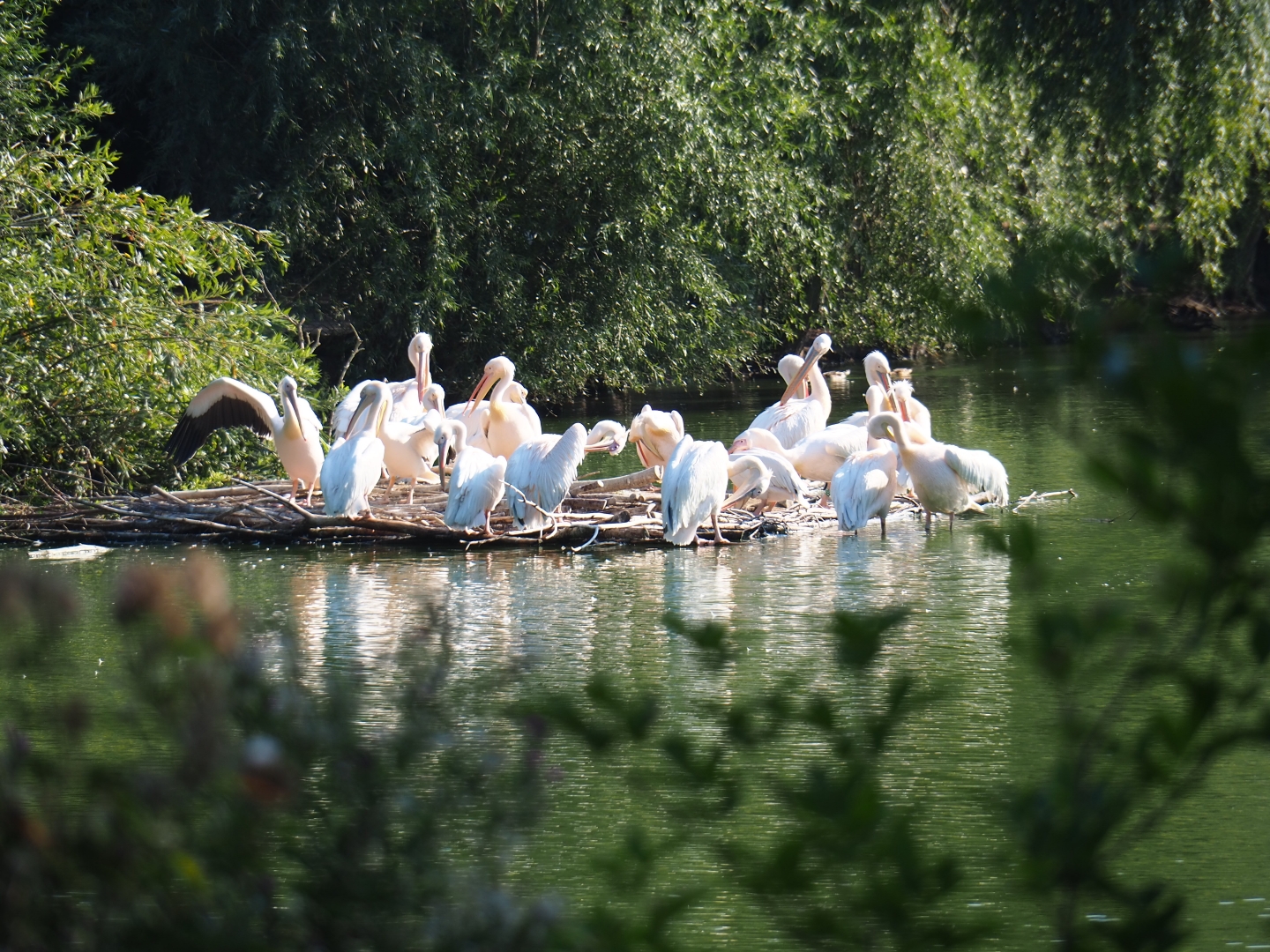 Great white pelican (Pelecanus onocrotalus) nesting platform (Sep 2nd, 2018)