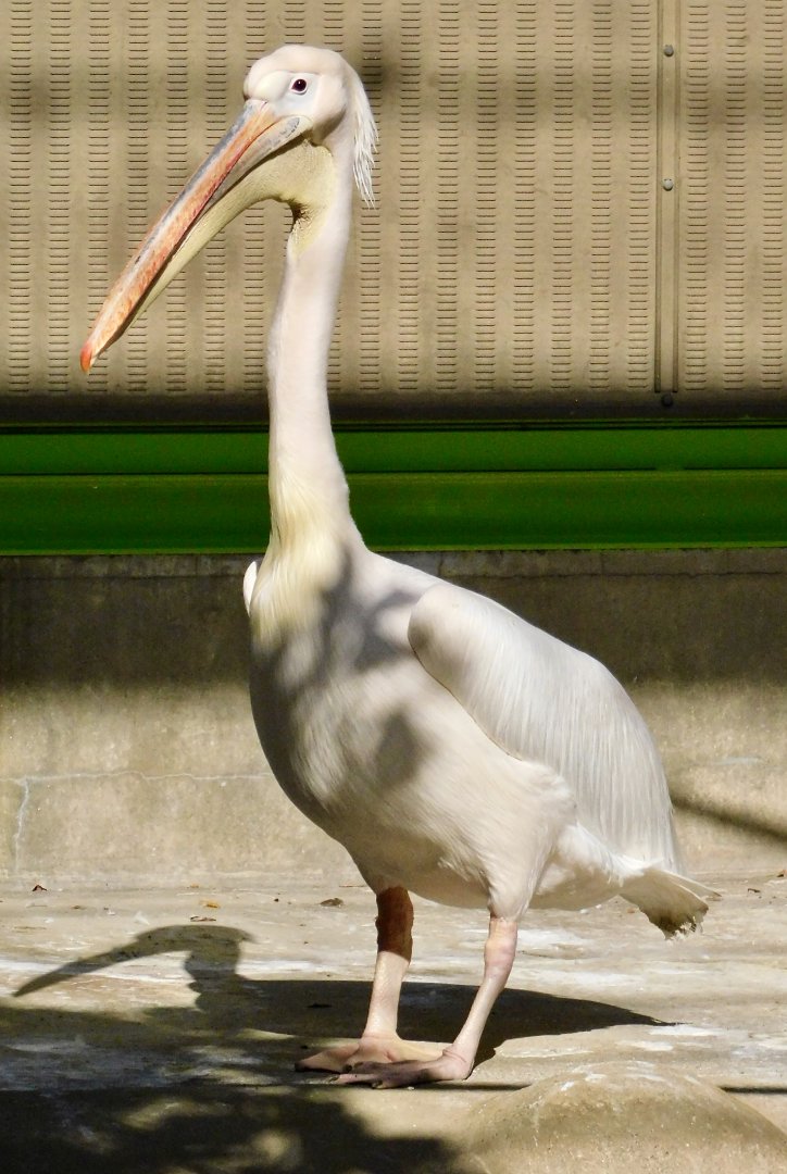 Great White Pelican (Pelecanus onocrotalus) - Tobu Zoo November 15, 2025