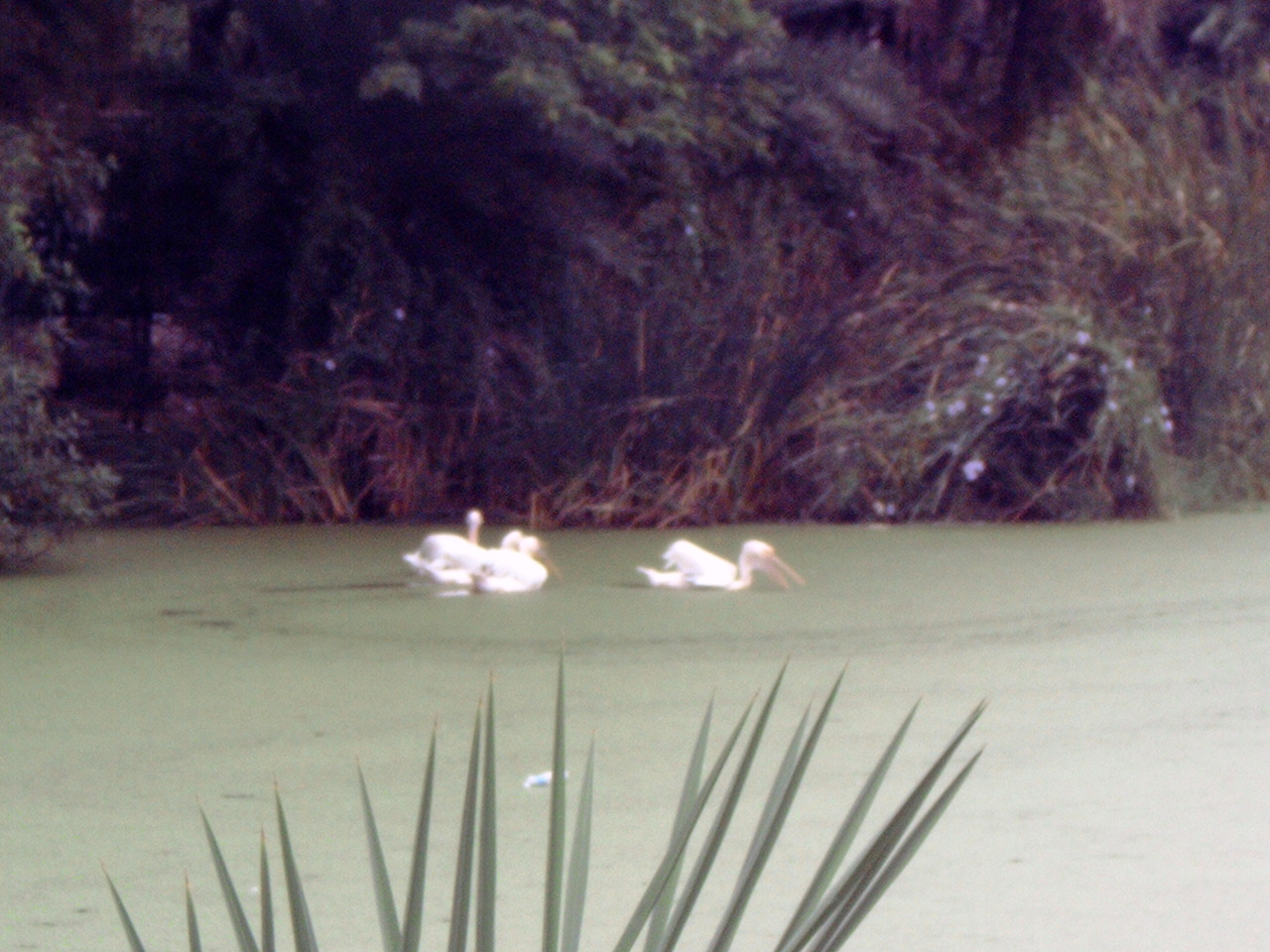 Great White Pelican (Pelecanus onocrotalus)