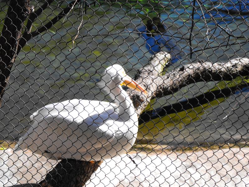 Great White Pelican (Pelecanus onocrotalus)
