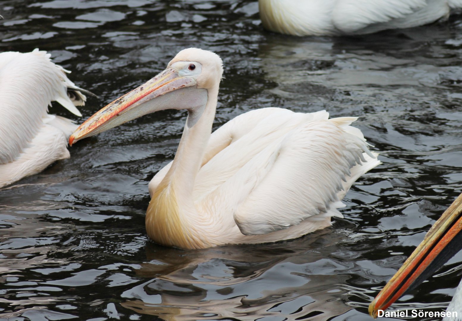 Great white pelican (Pelecanus onocrotalus)