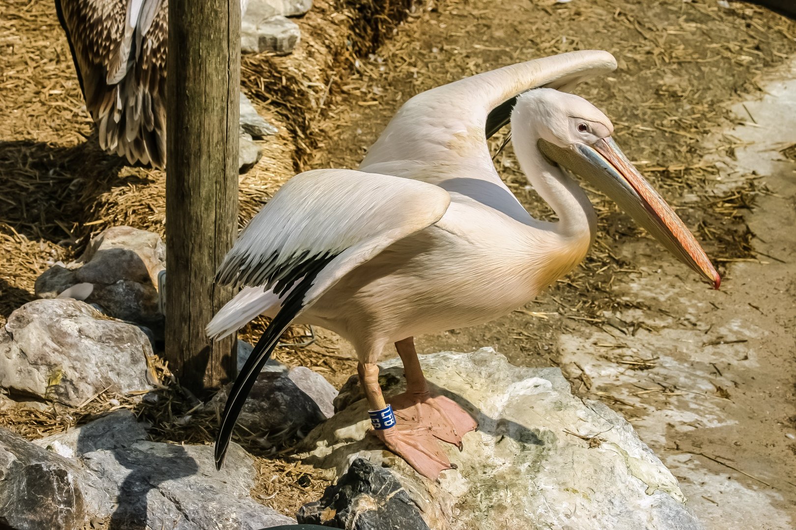 Great white pelican (Pelecanus onocrotalus)