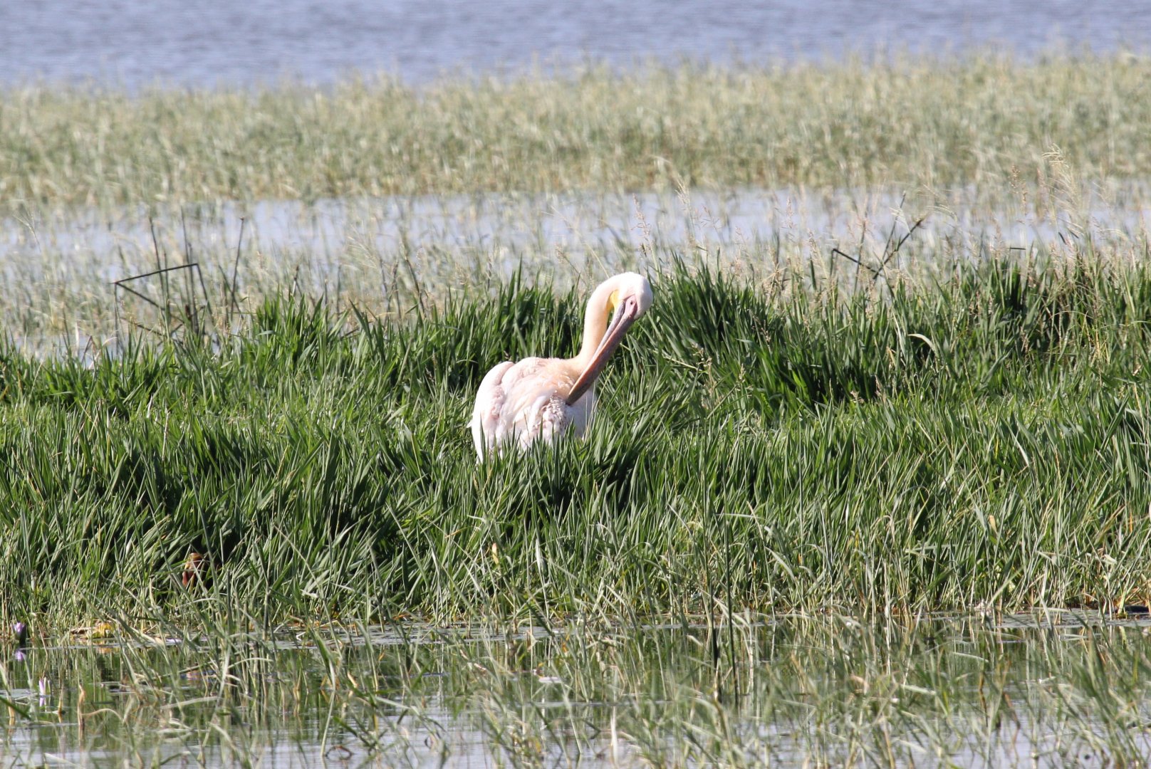 Great White Pelican (Pelecanus onocrotalus)